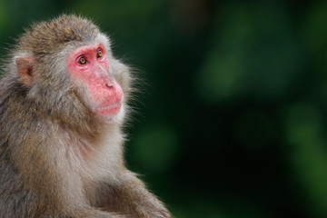 Naklejka na ściany i meble Japanese macaques
