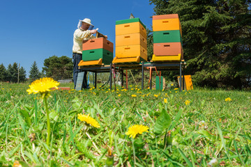 Imker bei der Durchsicht seiner Bienenvölker