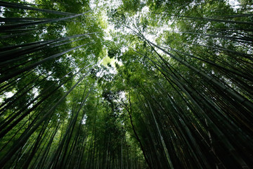 arashiyama　.bamboo