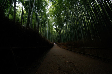 arashiyama　.bamboo