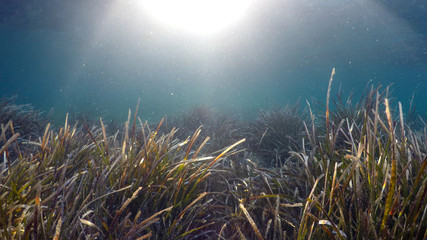 Fototapeta na wymiar natural underwater seaweed background 