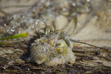 Hermit crab head
