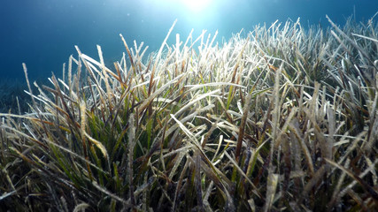 natural underwater seaweed background 