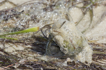 Hermit crab on white wet sand 3