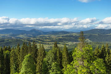 beautiful green forest on a mount slope