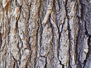 Old tree bark texture