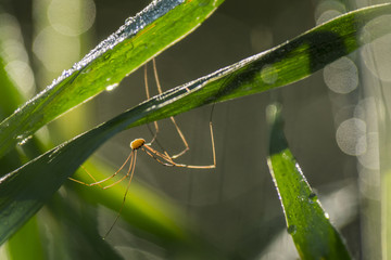 Araignée du marais de Montfort - Grésivaudan - Isère.
