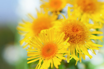 Yellow Chamomile among flowers