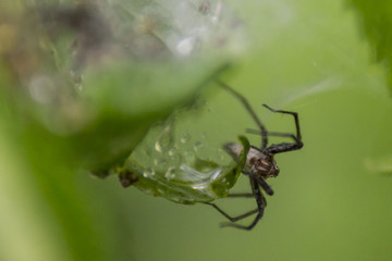 Araignée du marais de Montfort - Grésivaudan - Isère.