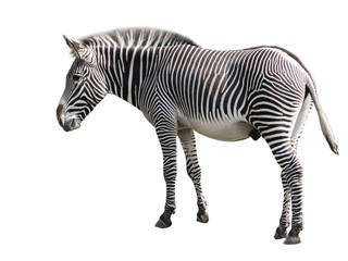 Fototapeta na wymiar Zebra isolated