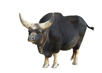 Bull isolated