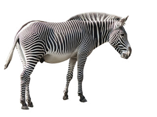 Zebra isolated