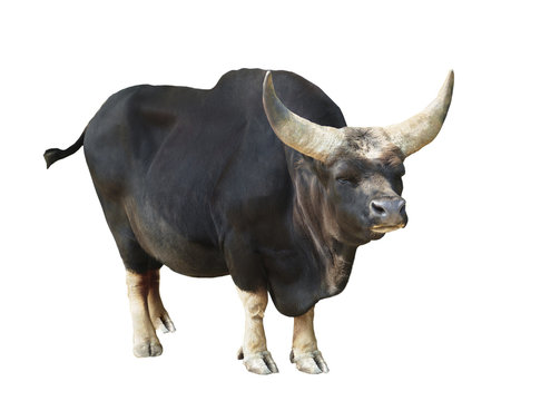 Bull isolated