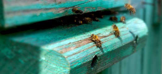 Obraz na płótnie Canvas Life of bees. Worker bees. The bees bring honey.