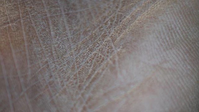 Close up of Human Skin Texture 
