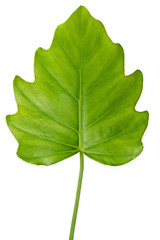 natural large jungle rain forest green leaf, philodendron isolated on white background, close up
