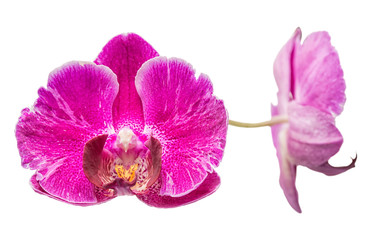 Fototapeta na wymiar blooming beautiful violet orchid, phalaenopsis isolated on white background, close up