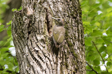Green Woodpecker (Picus viridis).