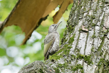 Green Woodpecker (Picus viridis).