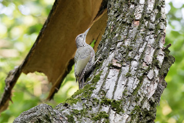 Green Woodpecker (Picus viridis).