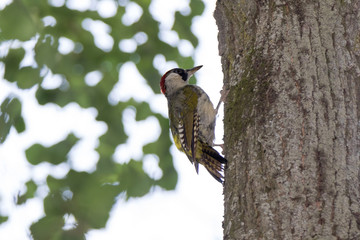 Green Woodpecker (Picus viridis).