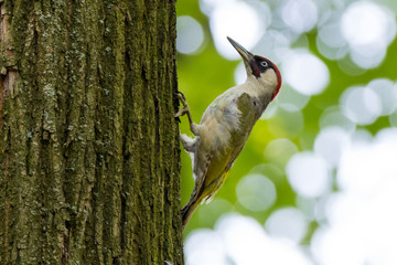 Green Woodpecker (Picus viridis).