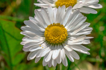 Daisy flower closeup in grass