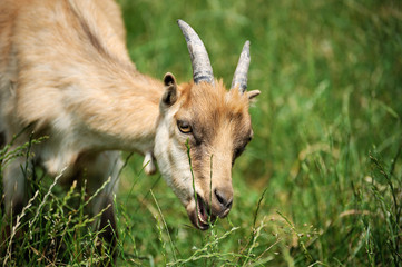 Goat on a background of green field
