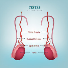 Male Testes Image