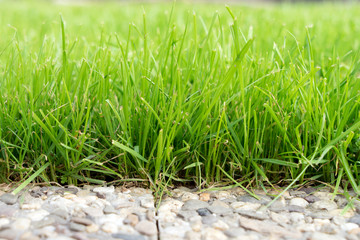 Rasen / grüner Rasen in einem Garten