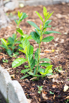 liguster 150-175 Liguster Ligustrum vulgare Atrovirens Höhe 125-150 cm Ballenware