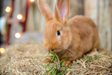 red little rabbit with long ears in the manger - 166131300