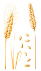 Isolated wheat collection. Two ripe wheat ears on stems, leaves and peeled grains isolated on white background with clipping path