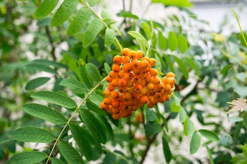 Rowan on the tree. Slovakia