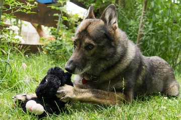 German Shepherd dog playing. Slovakia