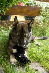 German Shepherd dog playing. Slovakia