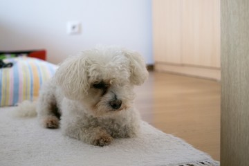 Cute bichon dog. Slovakia