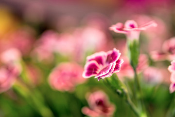 Obraz premium rosa flowers background close-up macro. Spring summer border template floral background. greeting and celebration card.
