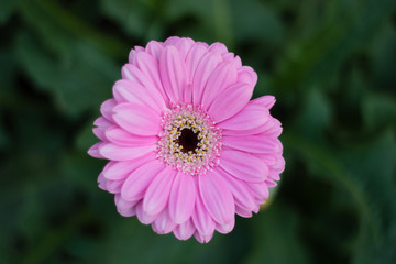 Pink Flower