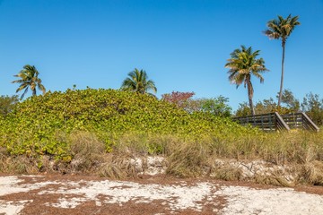 Sand and Palm Trees. Exposure done in Bahia Honda State Park and Beach, USA..