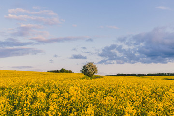 Feldmark in der Uckermark