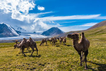 Kamele im Altai Tavan Bogd, Gegenlicht