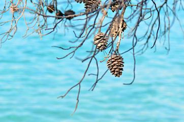 Close up pine cones with turquoise sea background