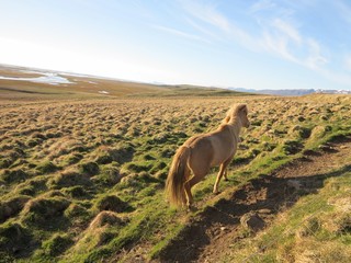 Fototapeta premium Icelandic horses