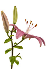 Flower of a pink lily, isolated on white background