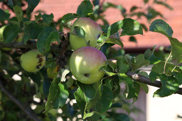 Apples on a branch