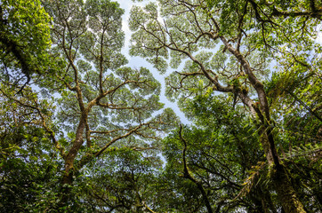 The Monteverde tree canopy