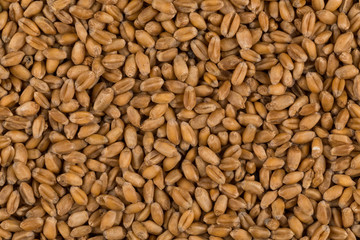 whole background of wheat grain