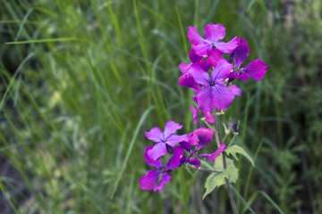 Meadow Flowers