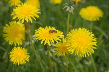 Bee Flower